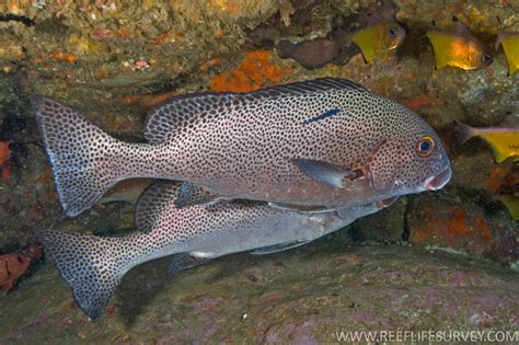 Plectorhinchus .